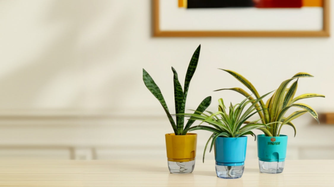 Plants In Self Watering Pots