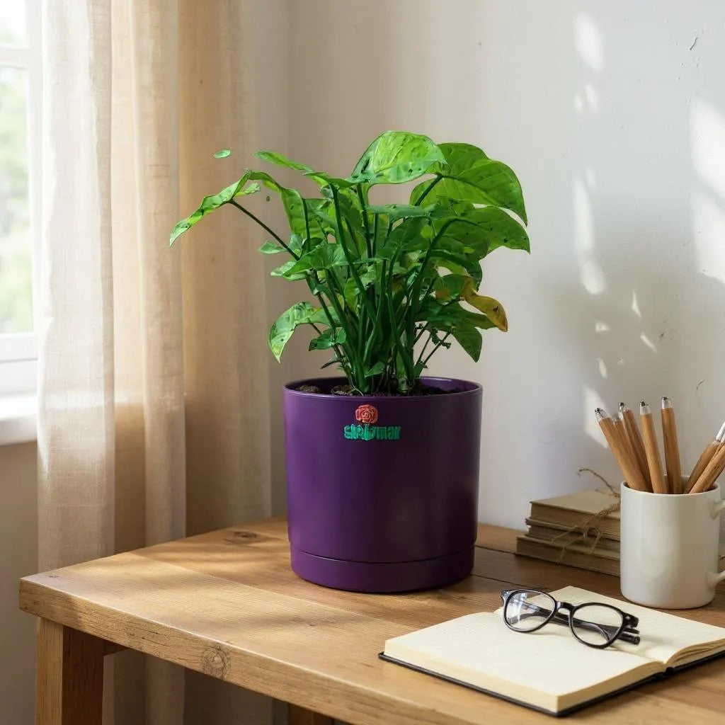 Indoor Plants - Shalamar Nurseries & Landscapers