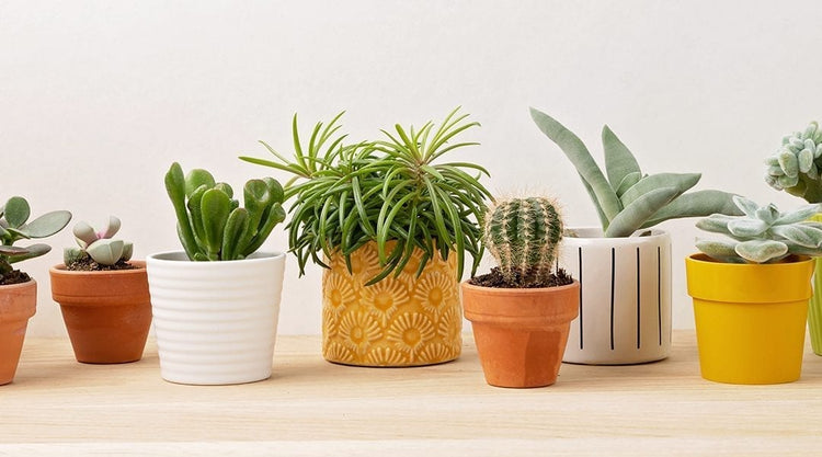 Pots & Planters - Shalamar Nurseries & Landscapers
