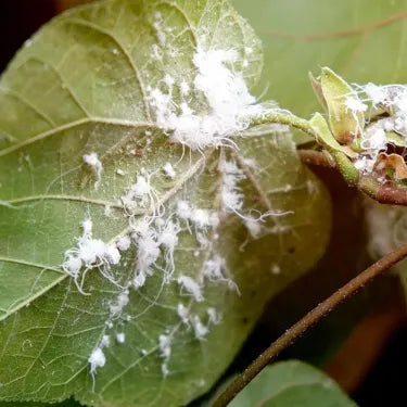 <strong>Mealybugs</strong>