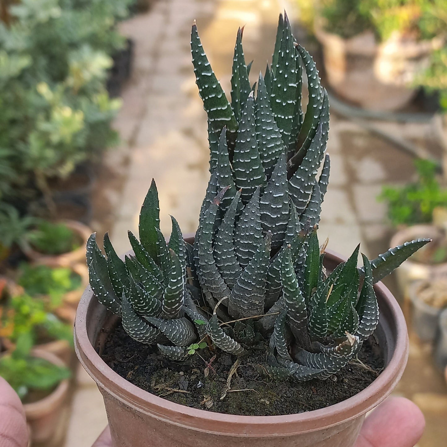 Haworthia Zebra Wart Large