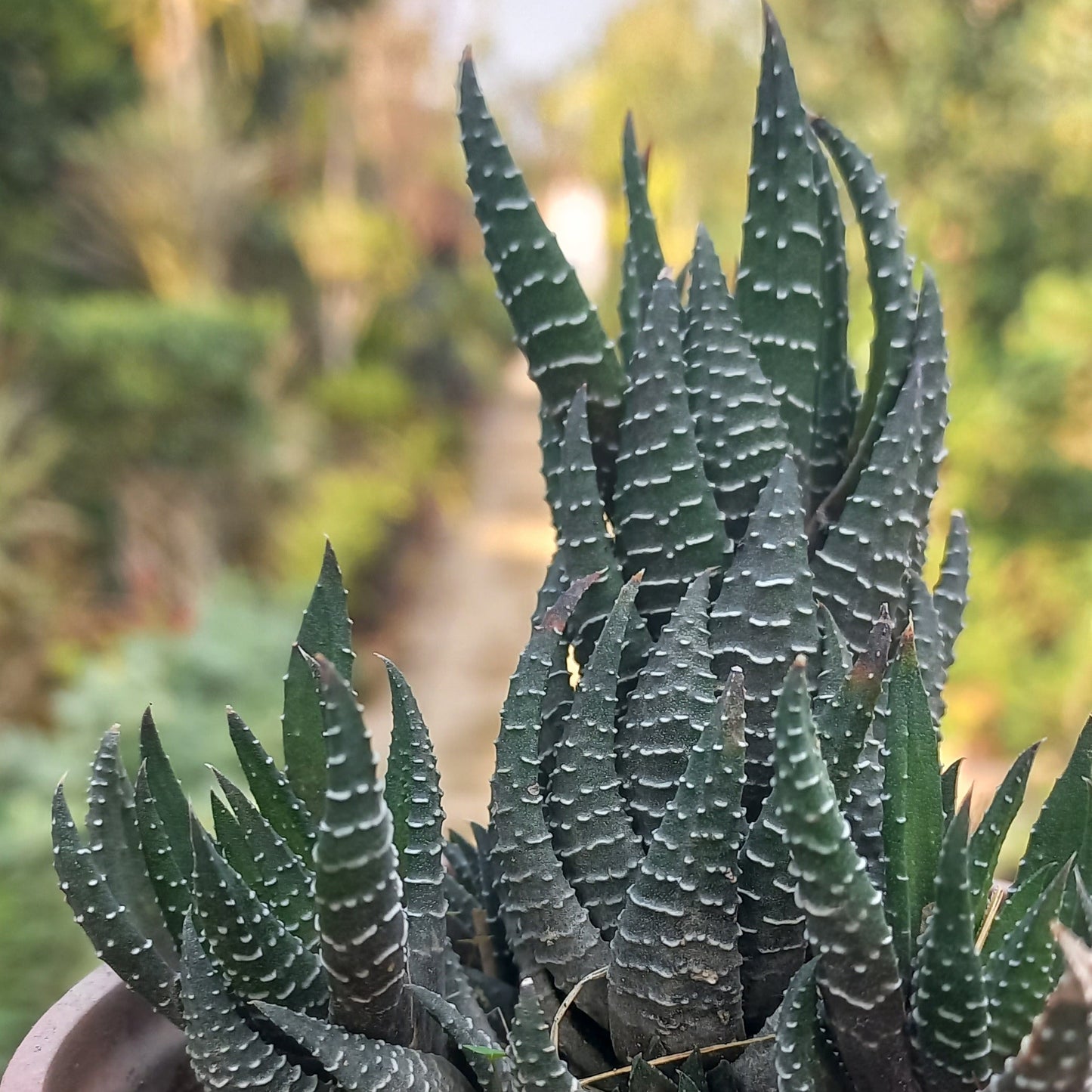 Haworthia Zebra Wart Large