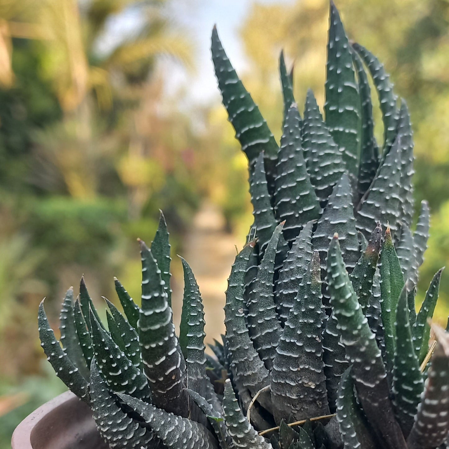 Haworthia Zebra Wart Large