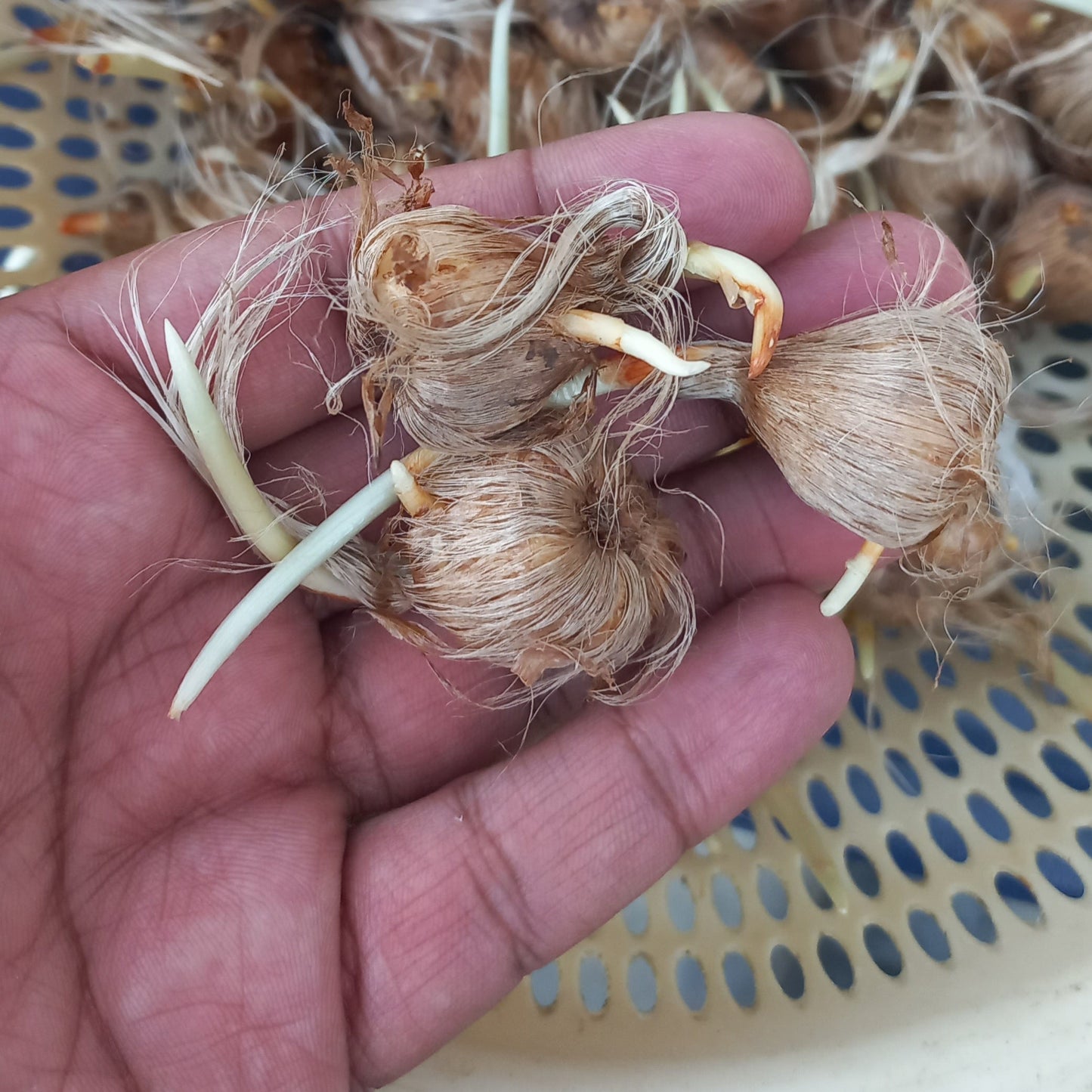 Saffron Crocus Purple Bulbs