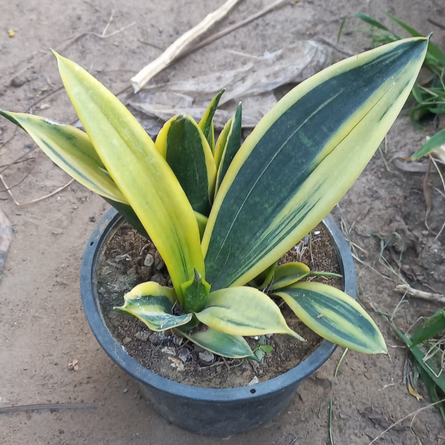 Snake Plant Dwarf