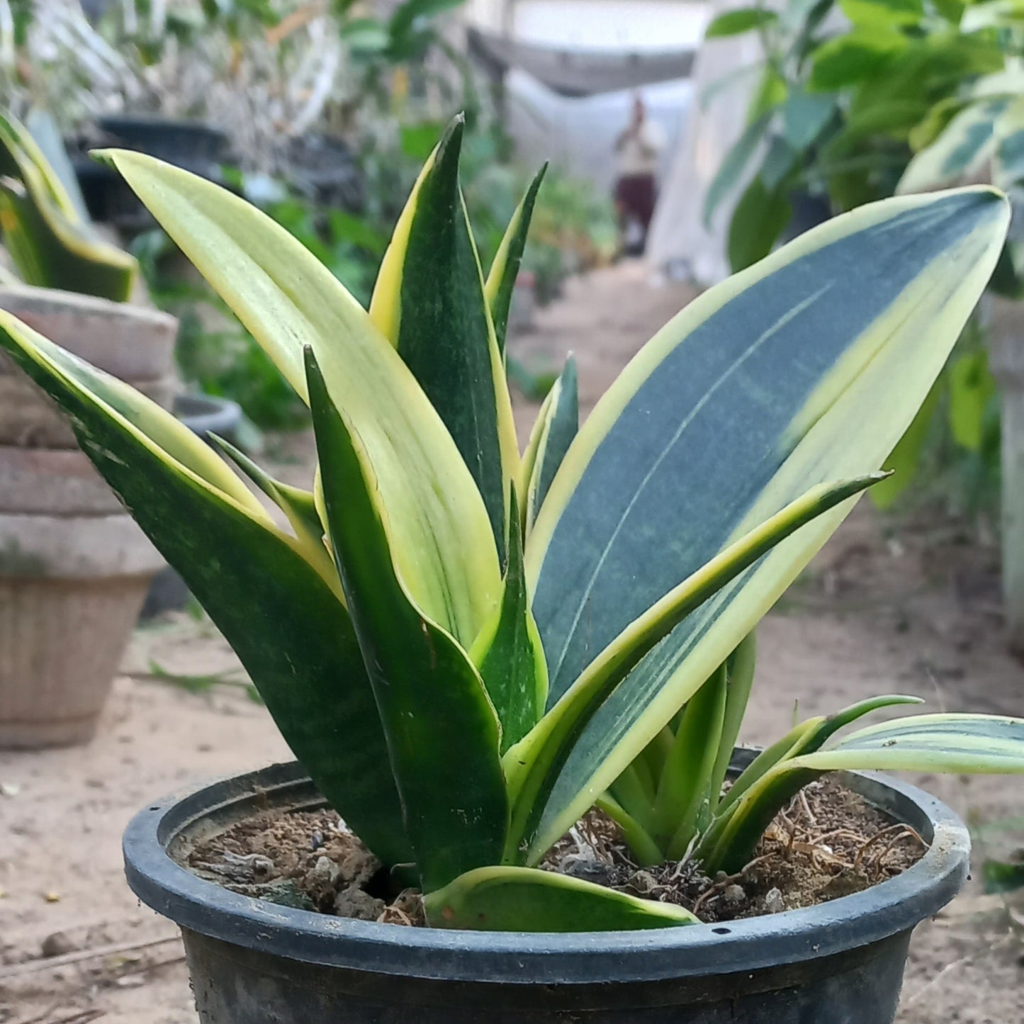 Snake Plant Dwarf