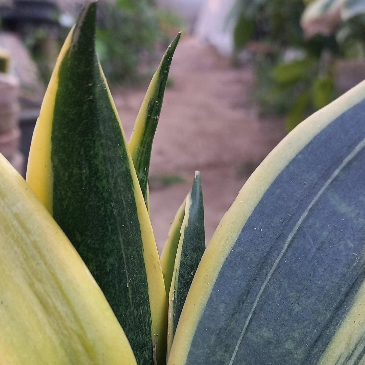 Snake Plant Dwarf
