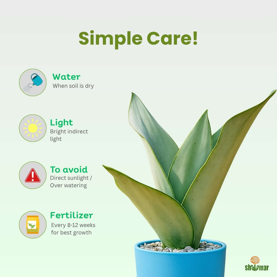 Sansevieria trifasciata  moonshine (Snake Plant Silver)