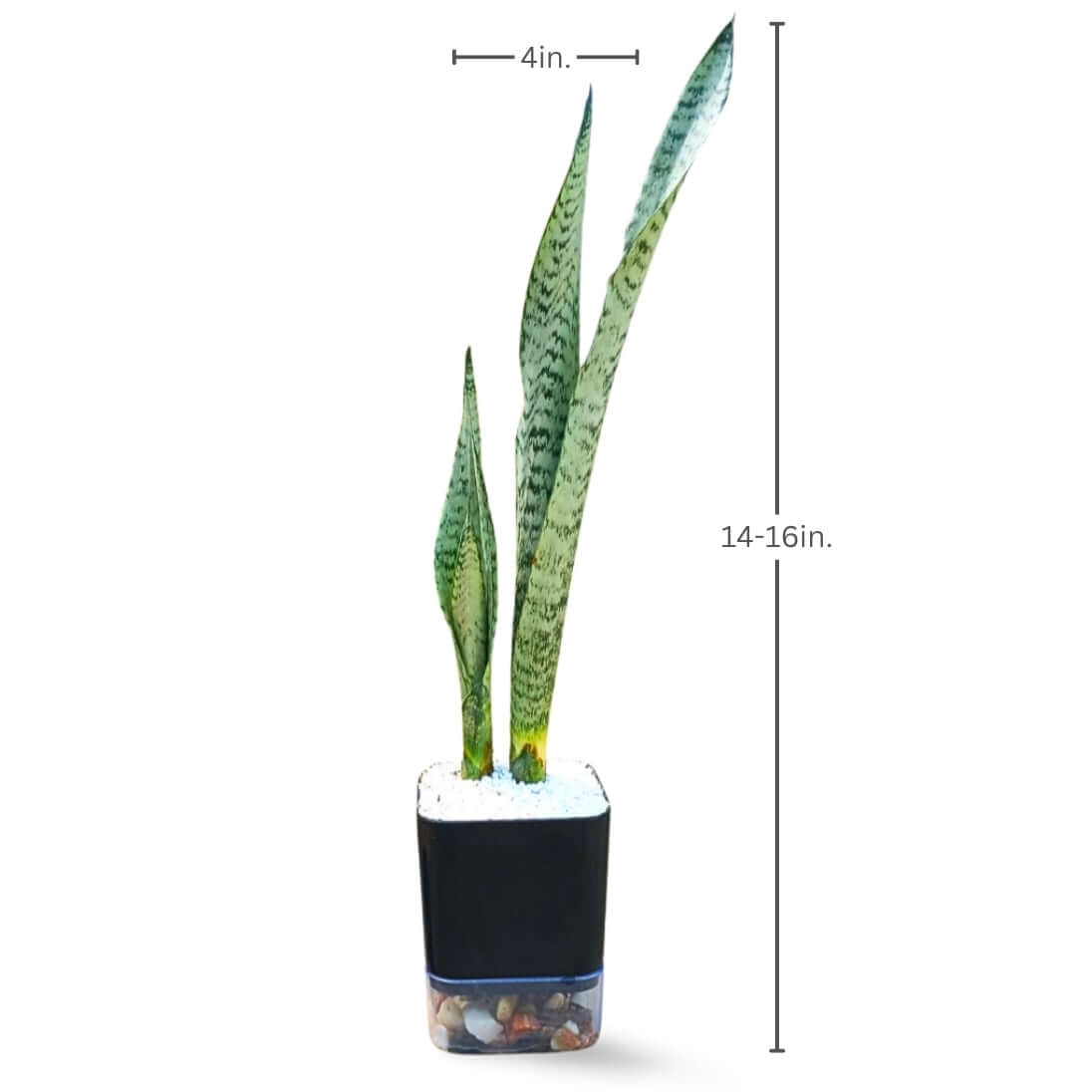 Sansevieria trifasciata (Snake Plant Silver)
