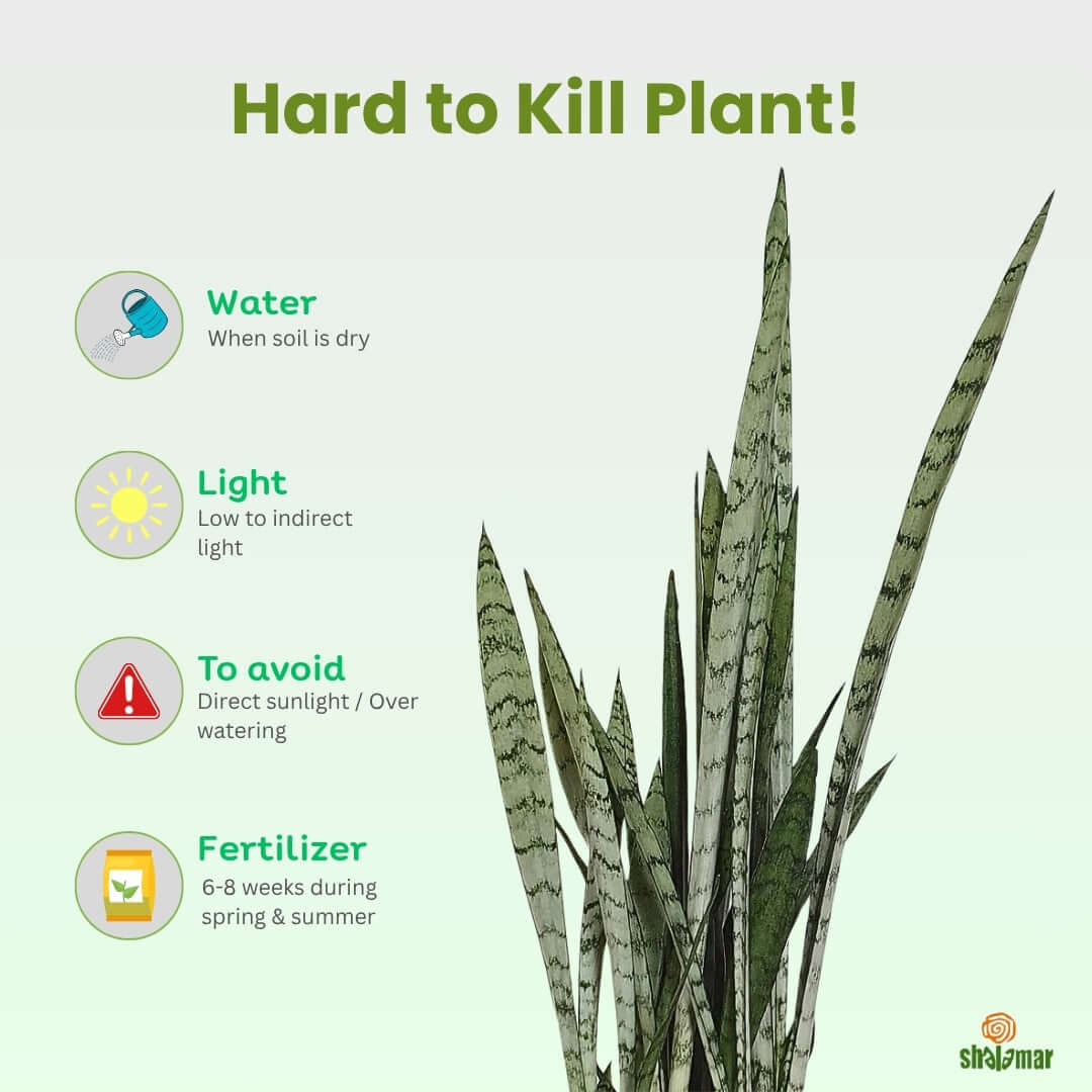 Sansevieria trifasciata (Snake Plant Silver)