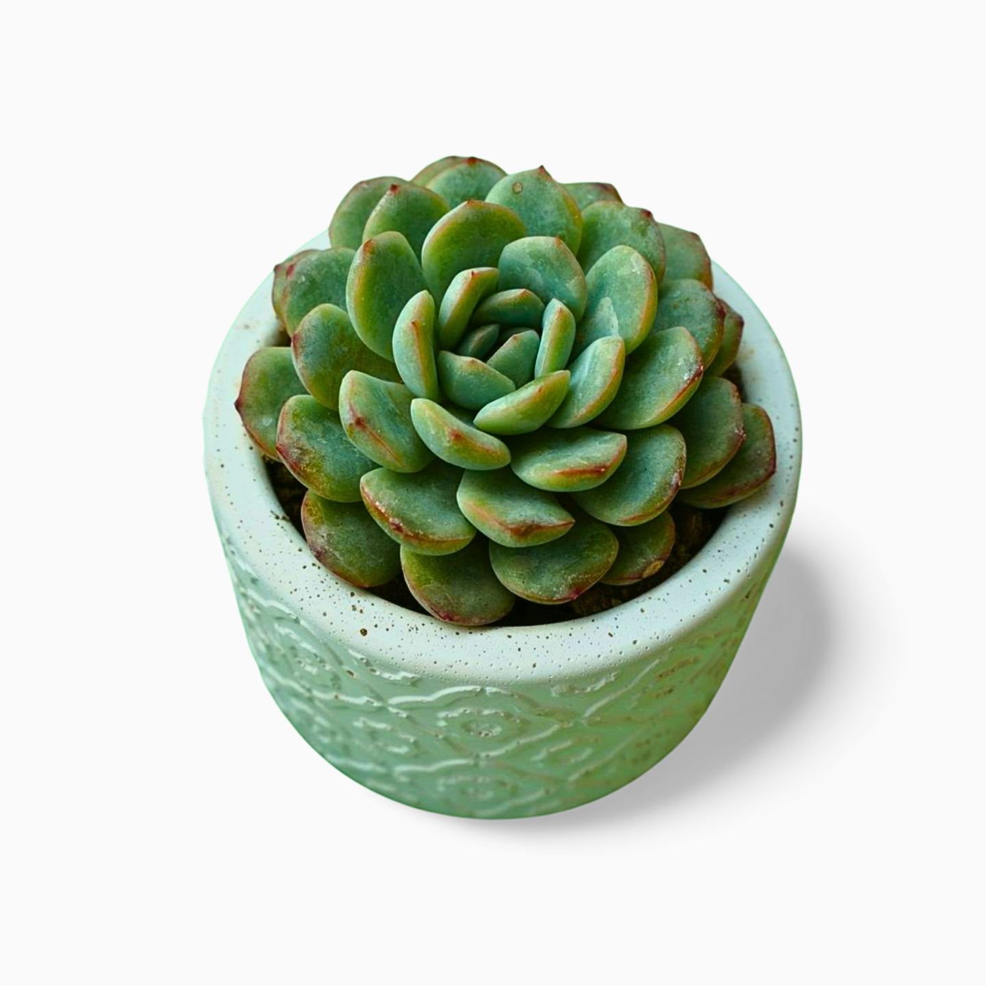 Echeveria Large
