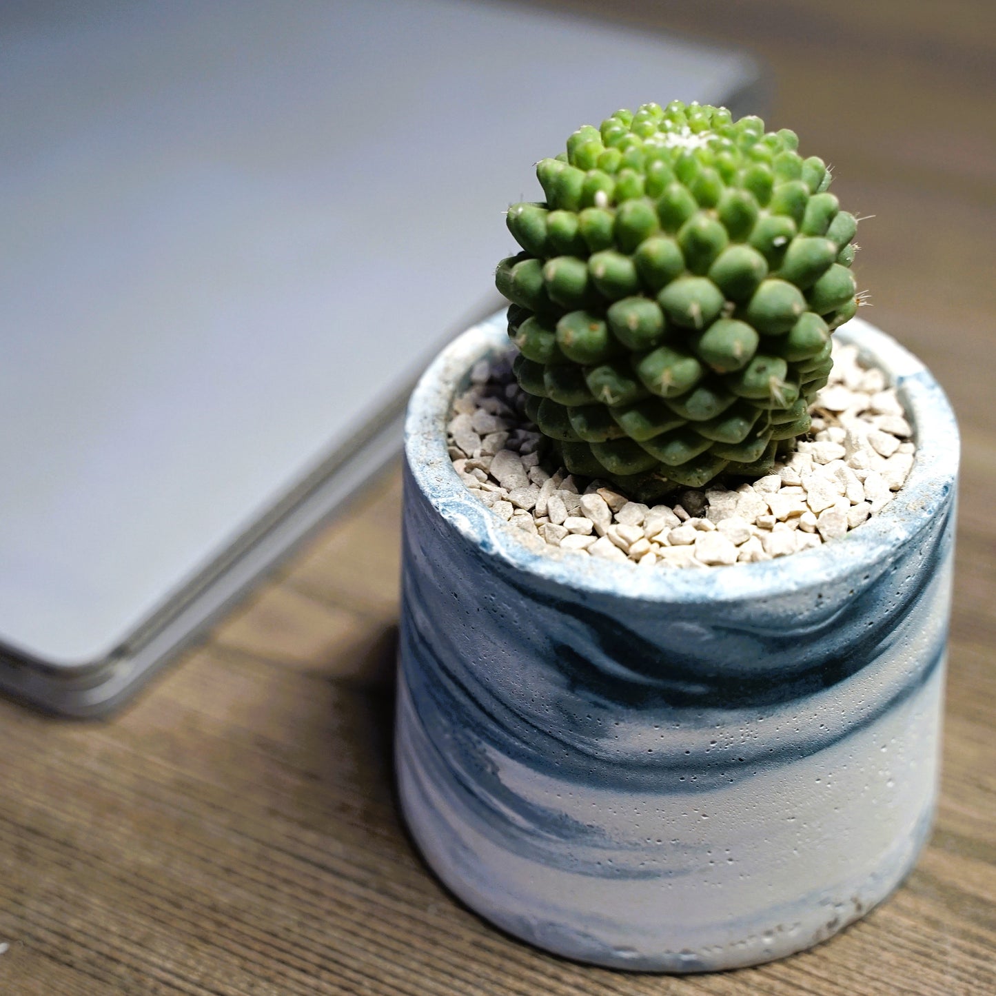 Pineapple Cactus