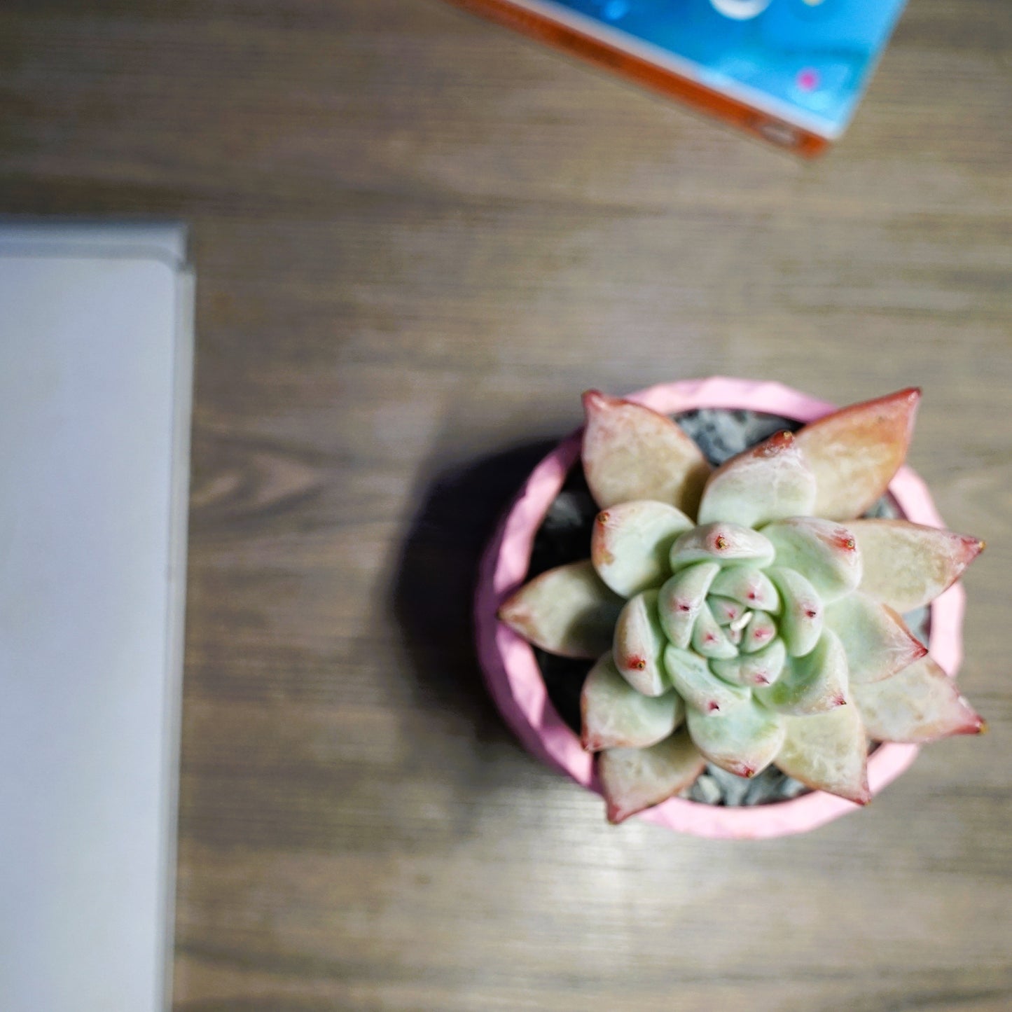 Echeveria Zara Large