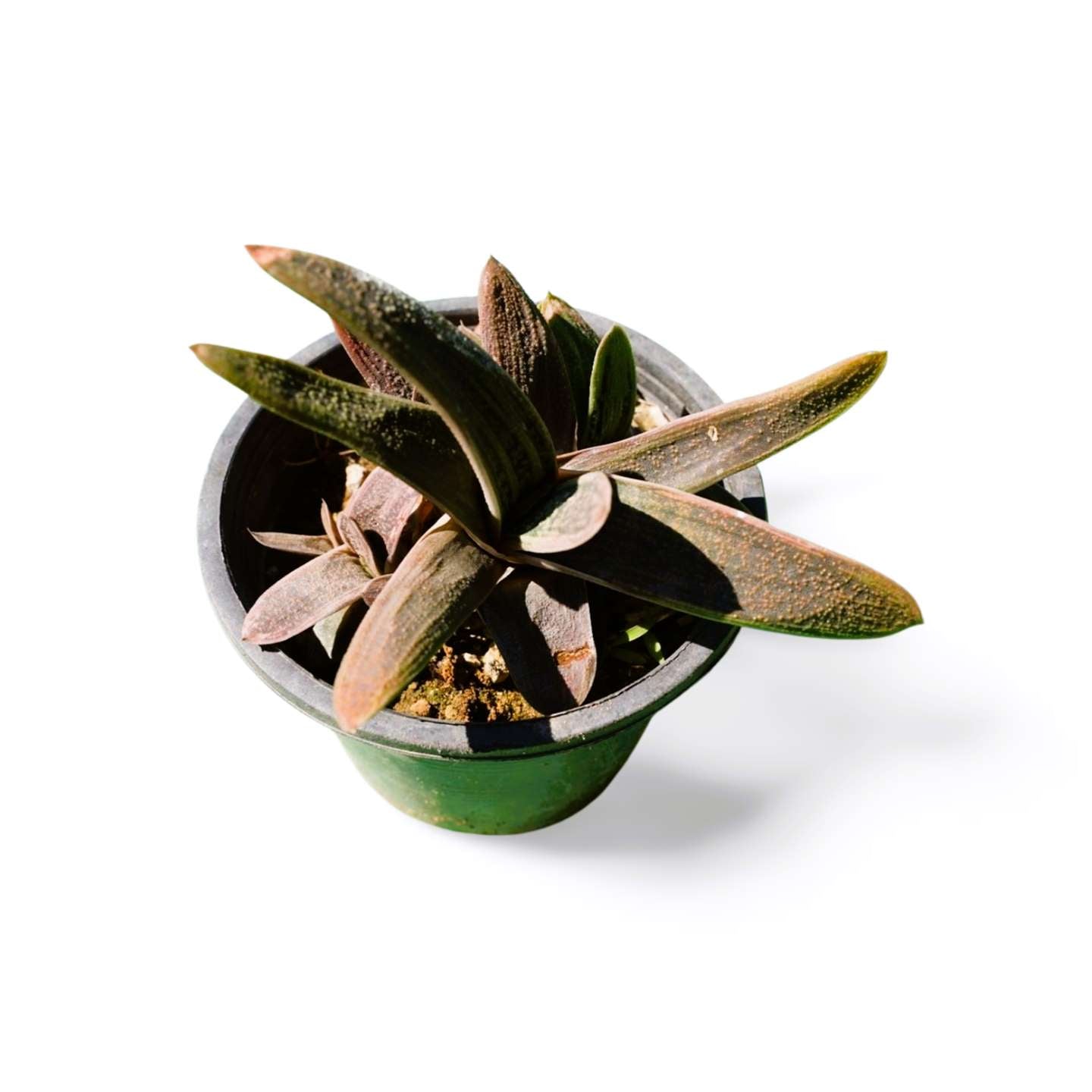 Gasteria Little Warty