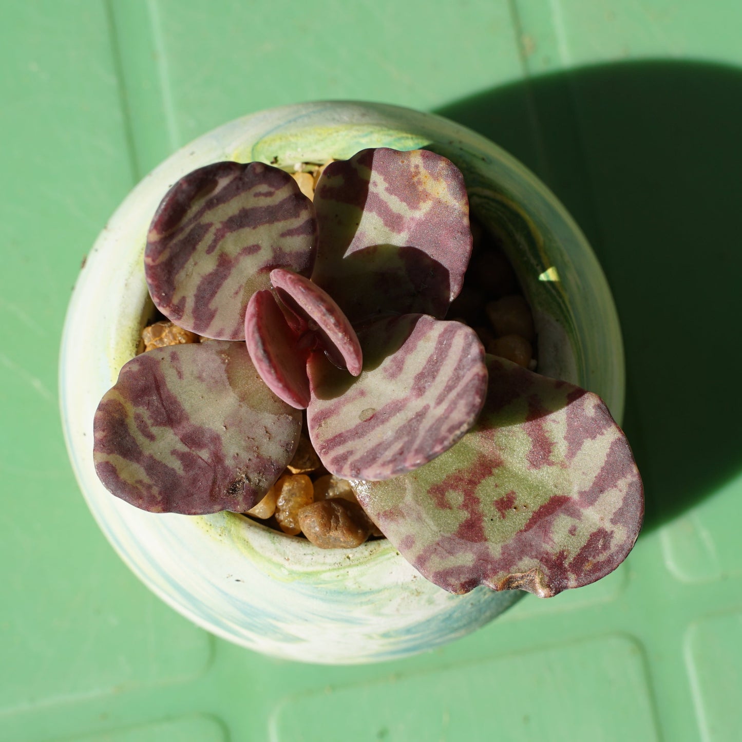 Kalanchoe humilis desert surprise