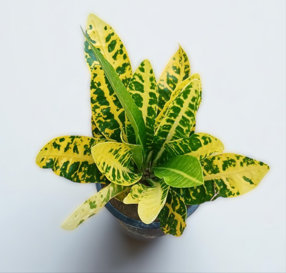 Croton Golden