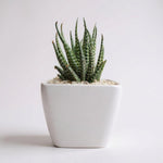 Haworthia Zebra V.