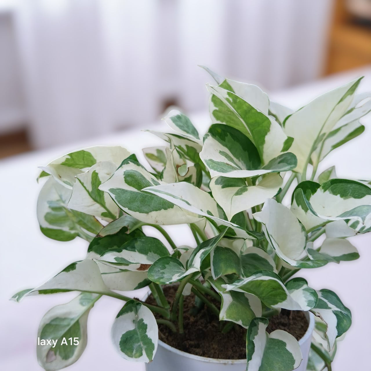 Pothos N' Joy Money Plant