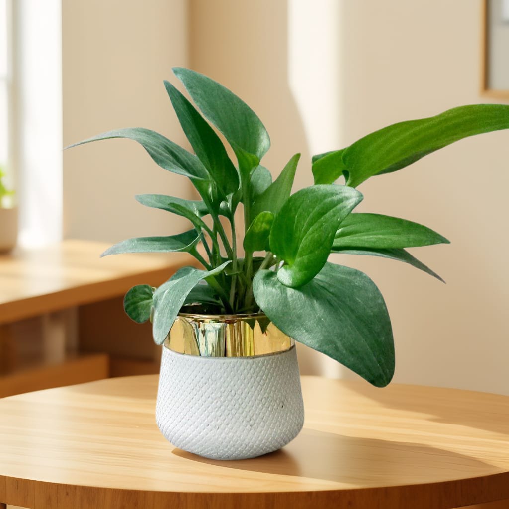 Drimiopsis in Fiber Planter