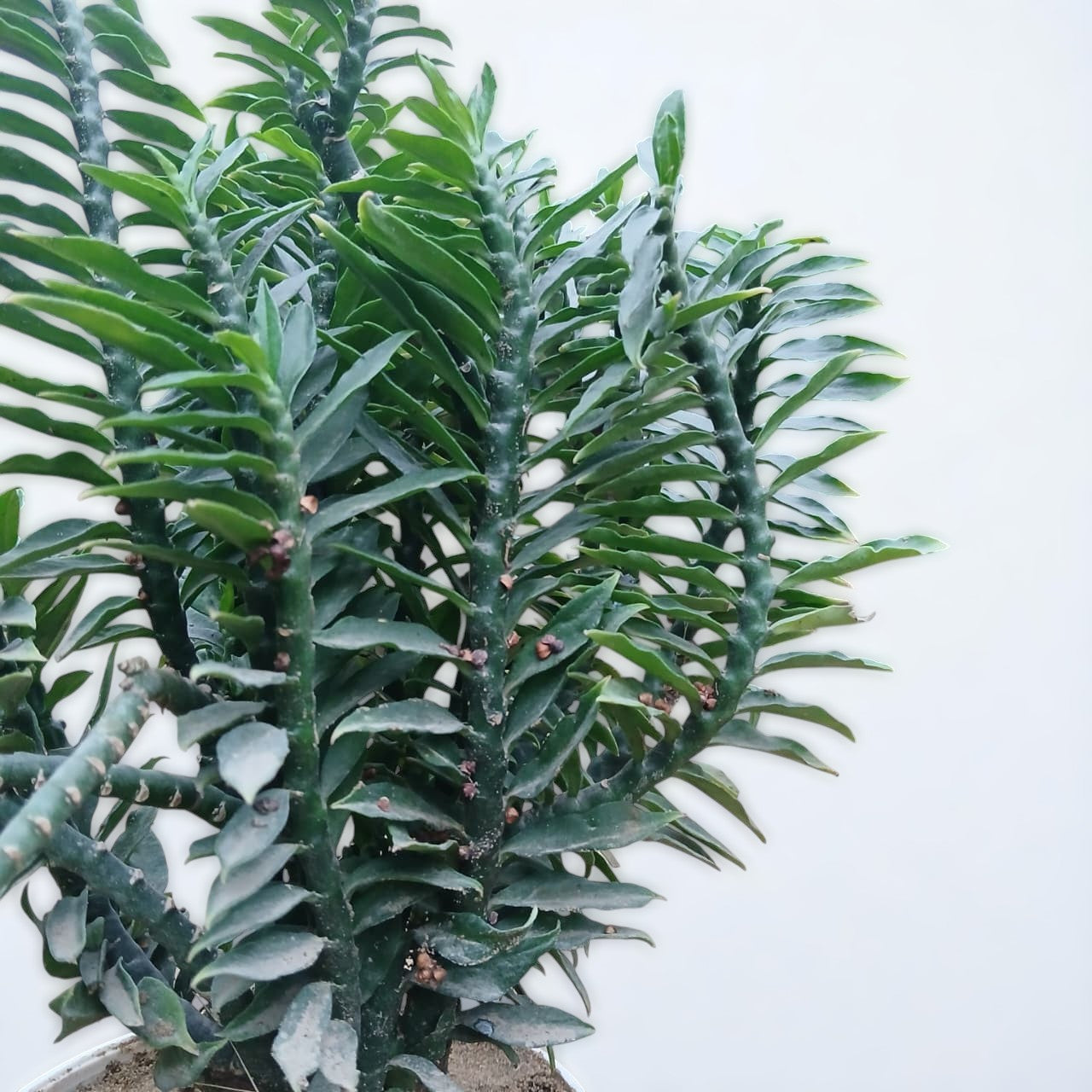 Devil's Backbone Pedilanthus Green