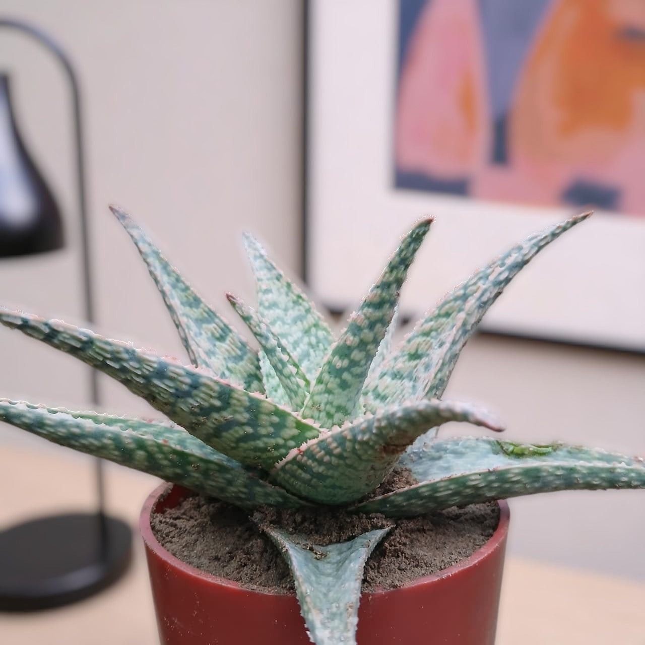 Aloe Variegated