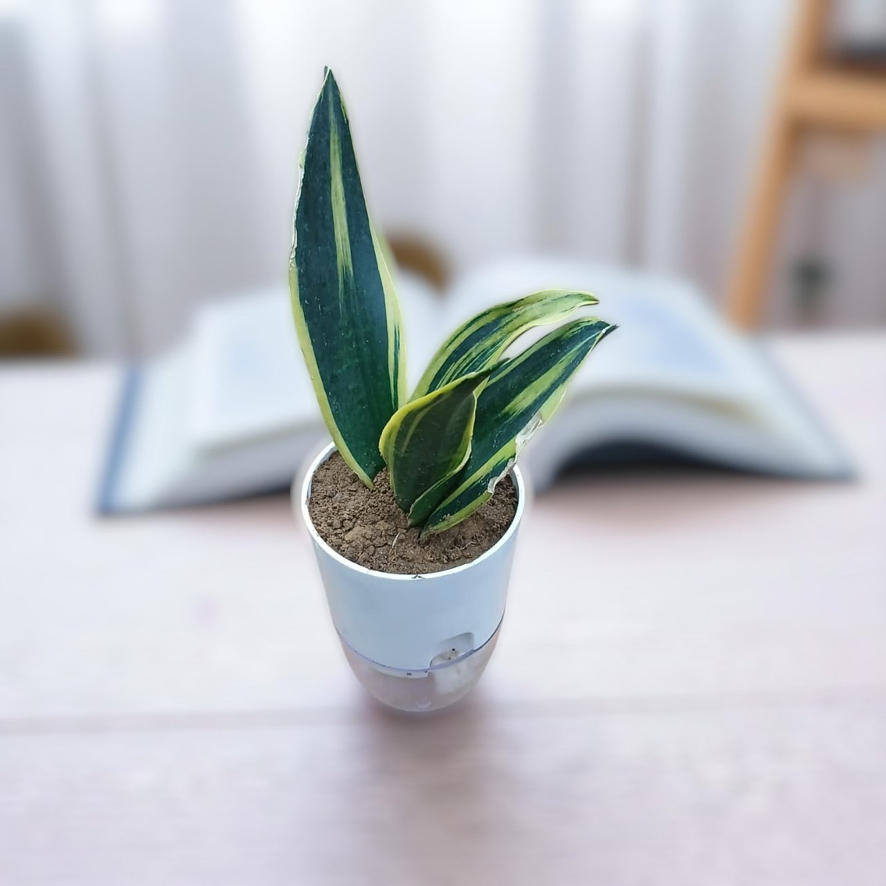 Snake Plant Sensaveria Golden Flame