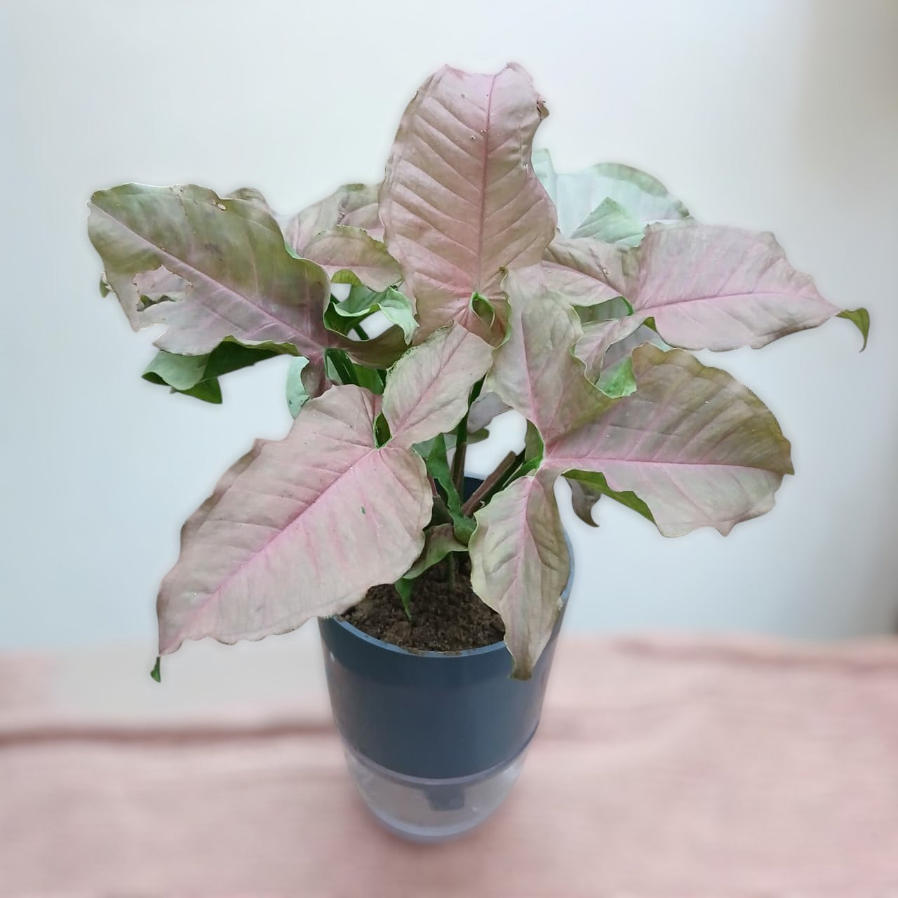Syngonium arrowhead pink