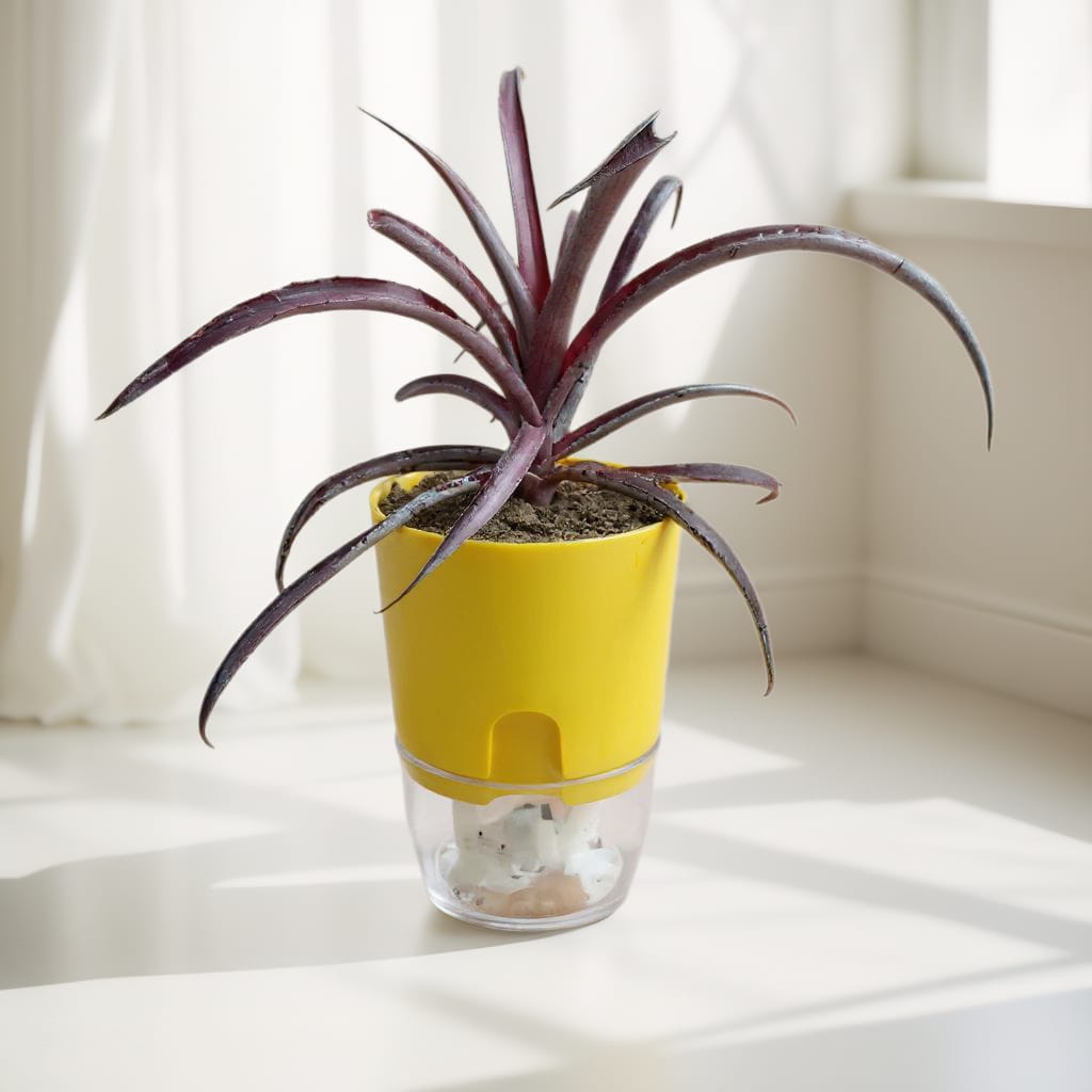 Ananas Ornamental Red