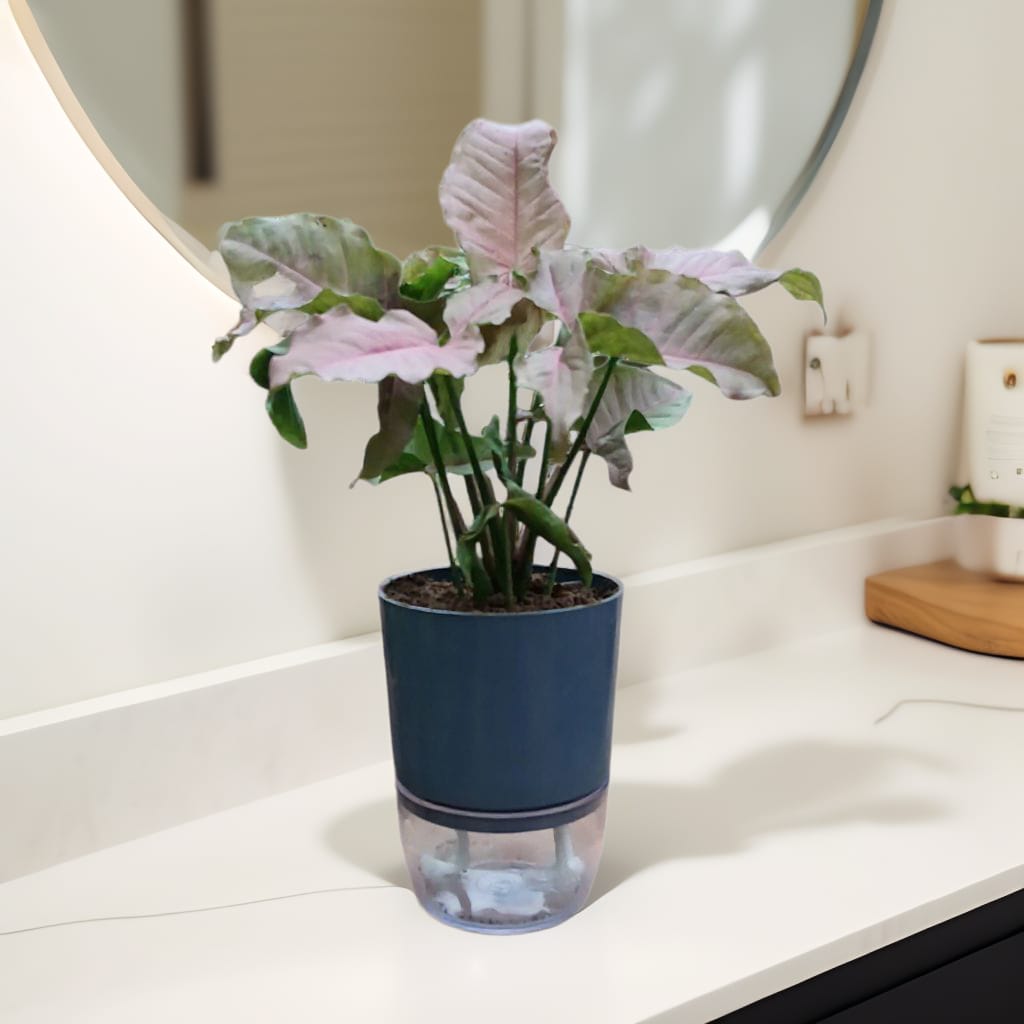 Syngonium arrowhead pink