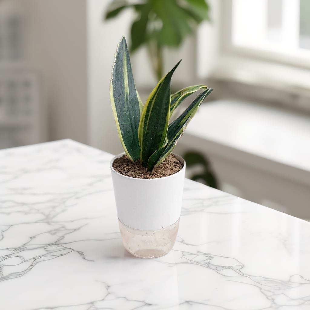 Snake Plant Sensaveria Golden Flame