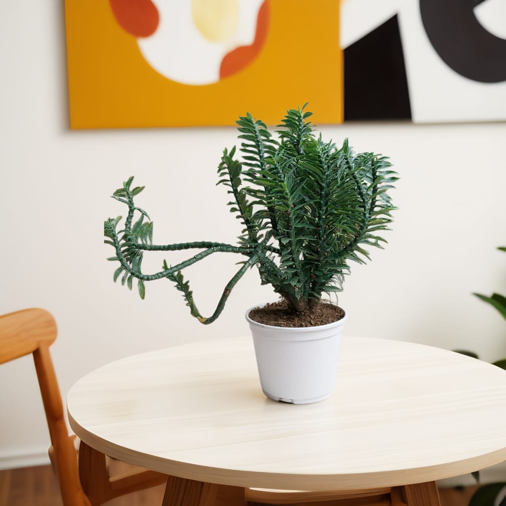 Devil's Backbone Pedilanthus Green