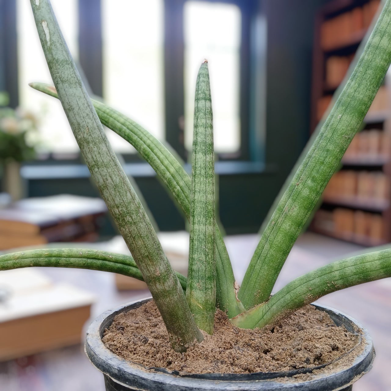 Sensaveria Snake Plant Cylindrica