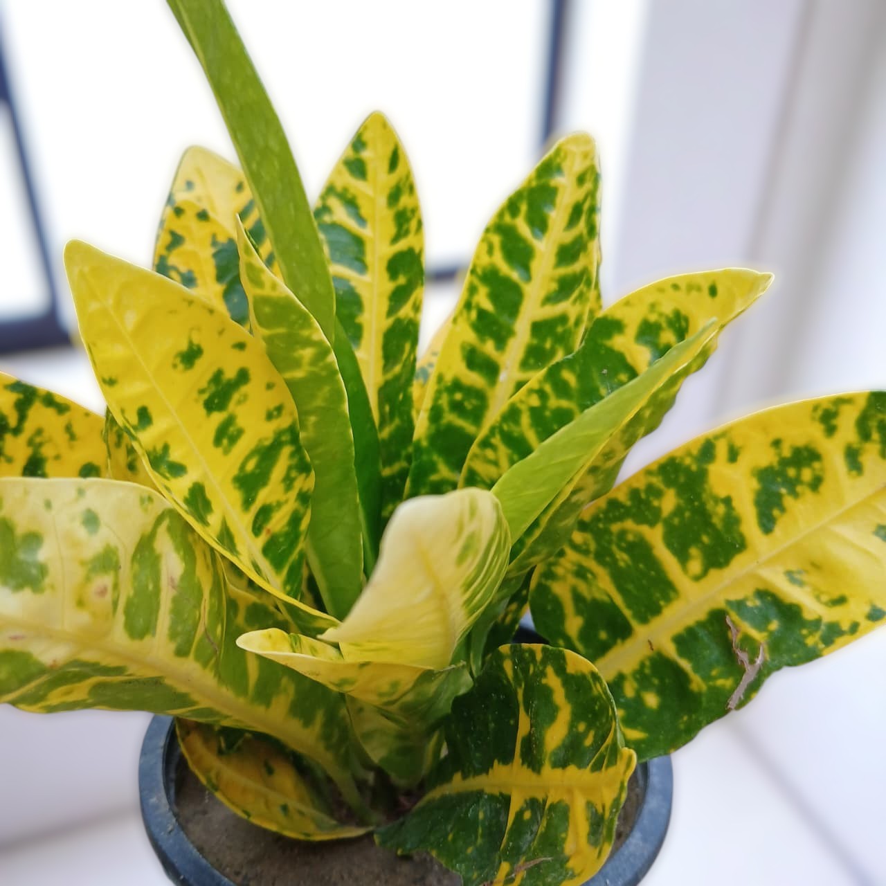 Croton Golden