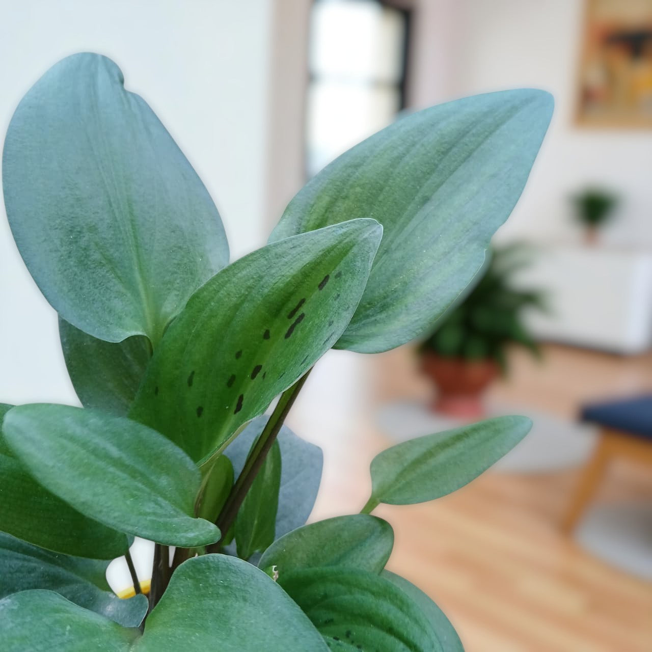 Drimiopsis in Fiber Planter