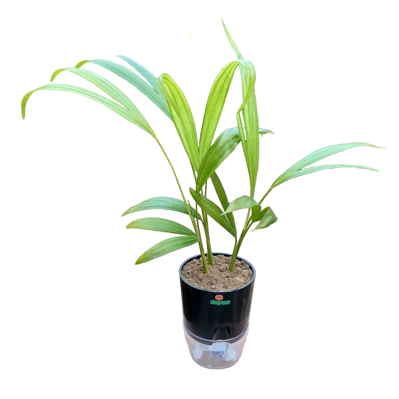 Areca (Golden) Palm