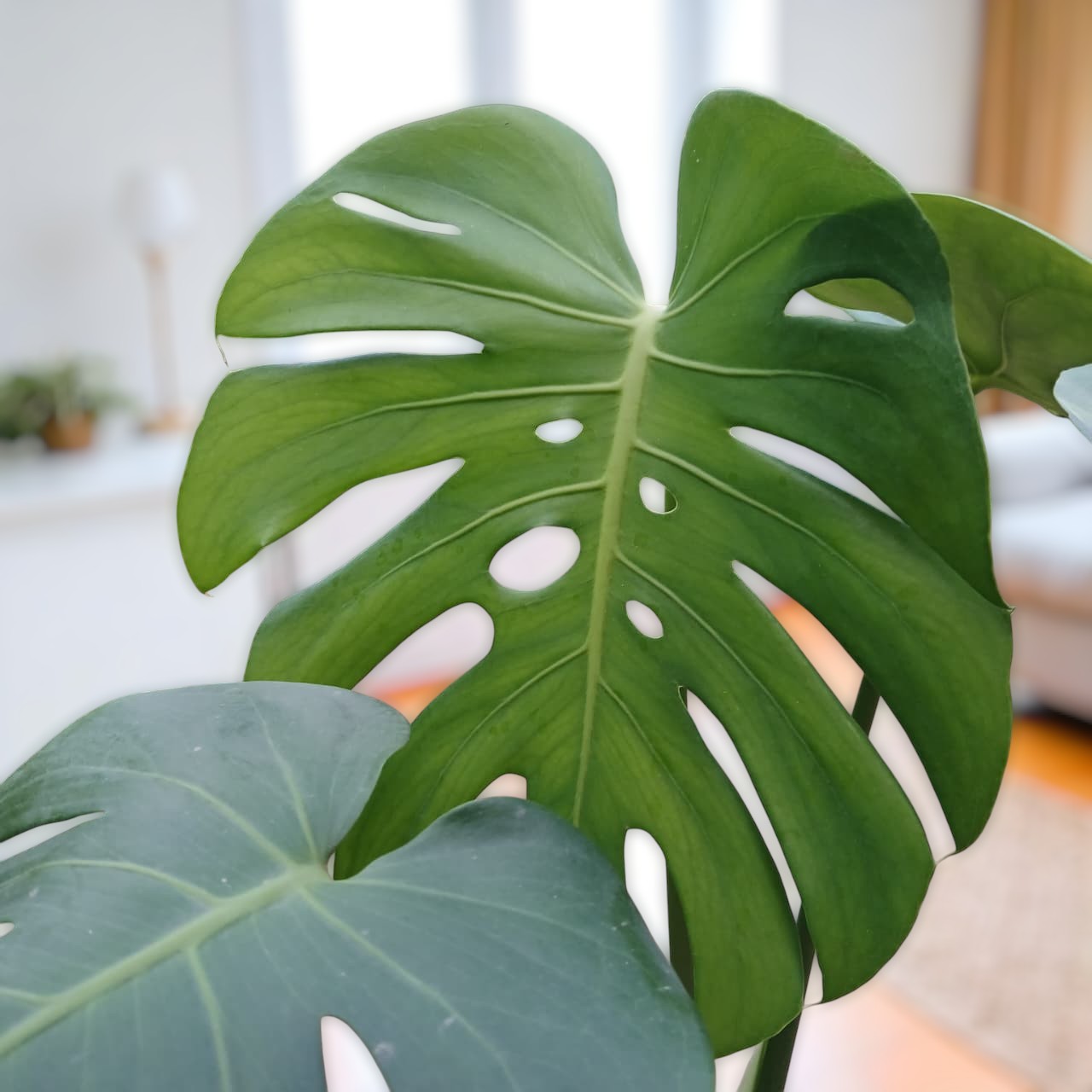 Monstera