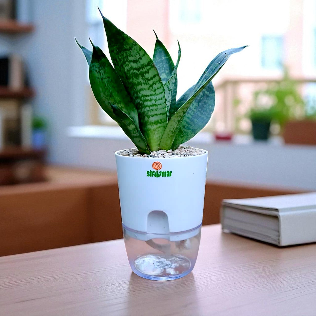 Snake Plant Sensaveria Hahnii