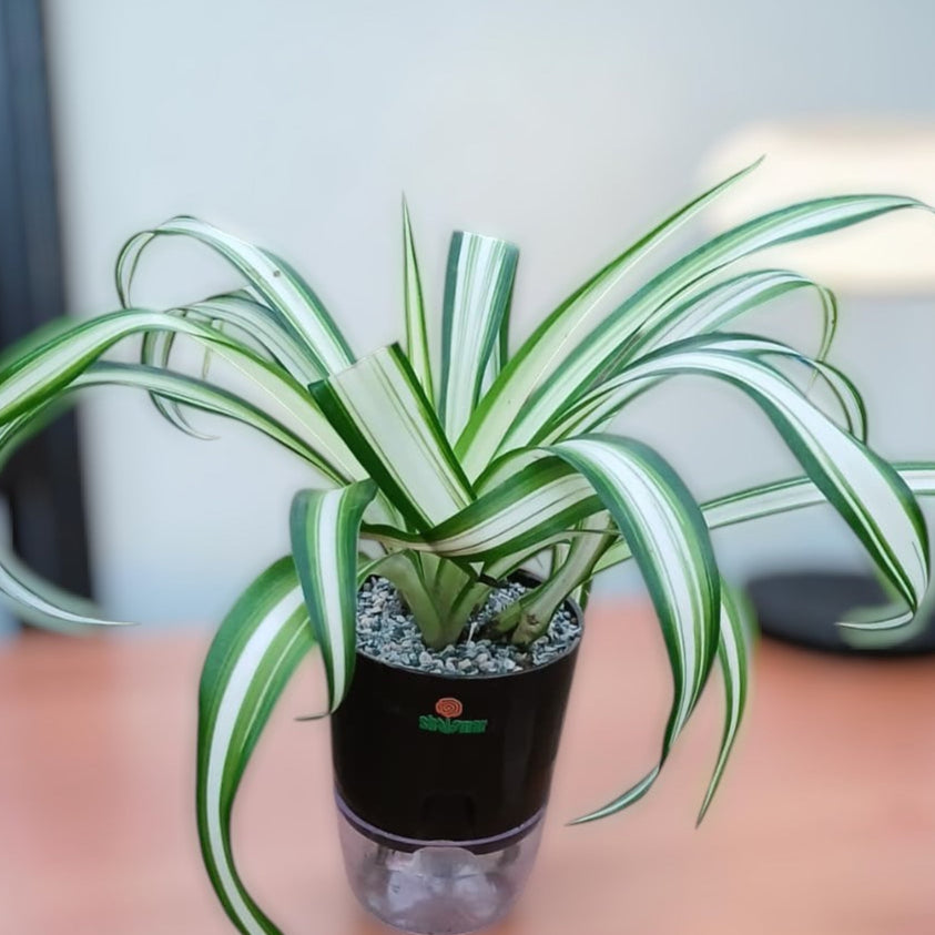 Chlorophytum comosum Spider Plant Vittatum