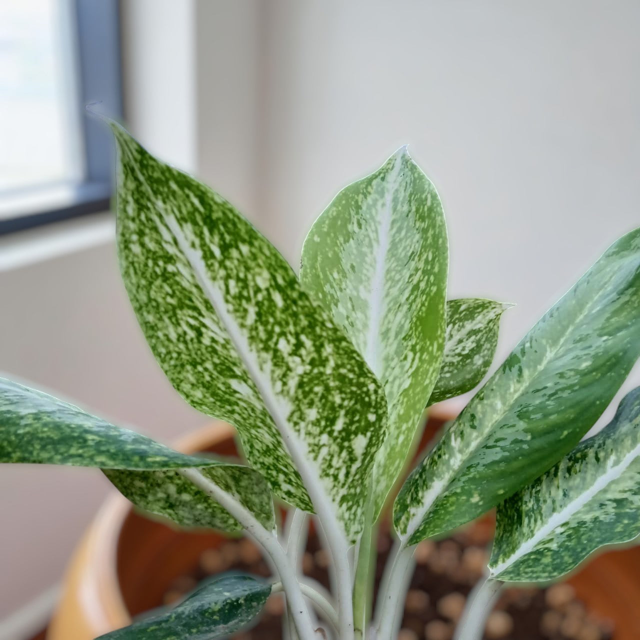 Aglonema Golden Madonna