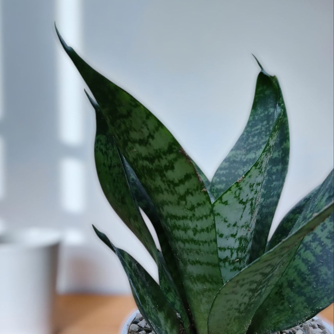 Snake Plant Sensaveria Hahnii