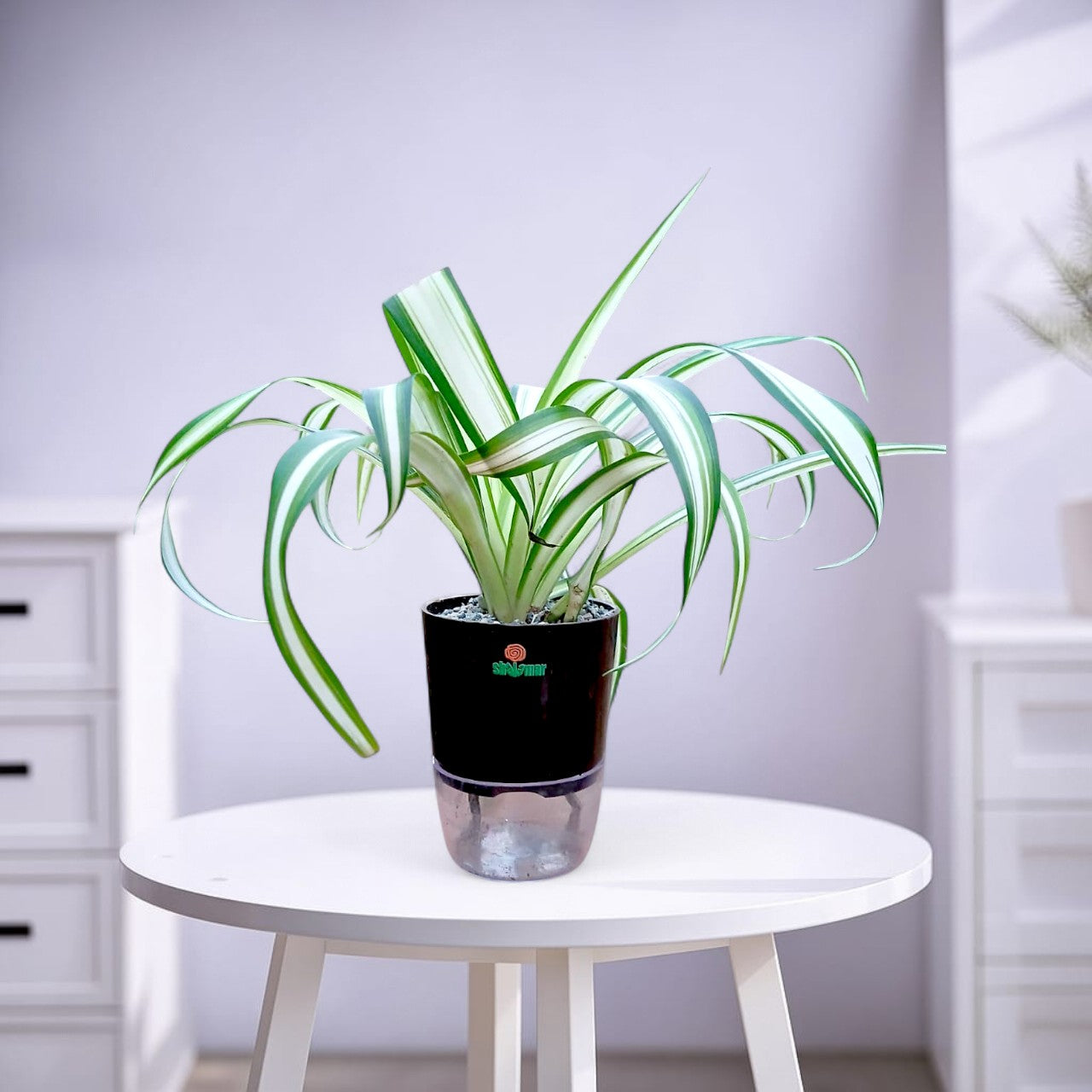 Chlorophytum comosum Spider Plant Vittatum