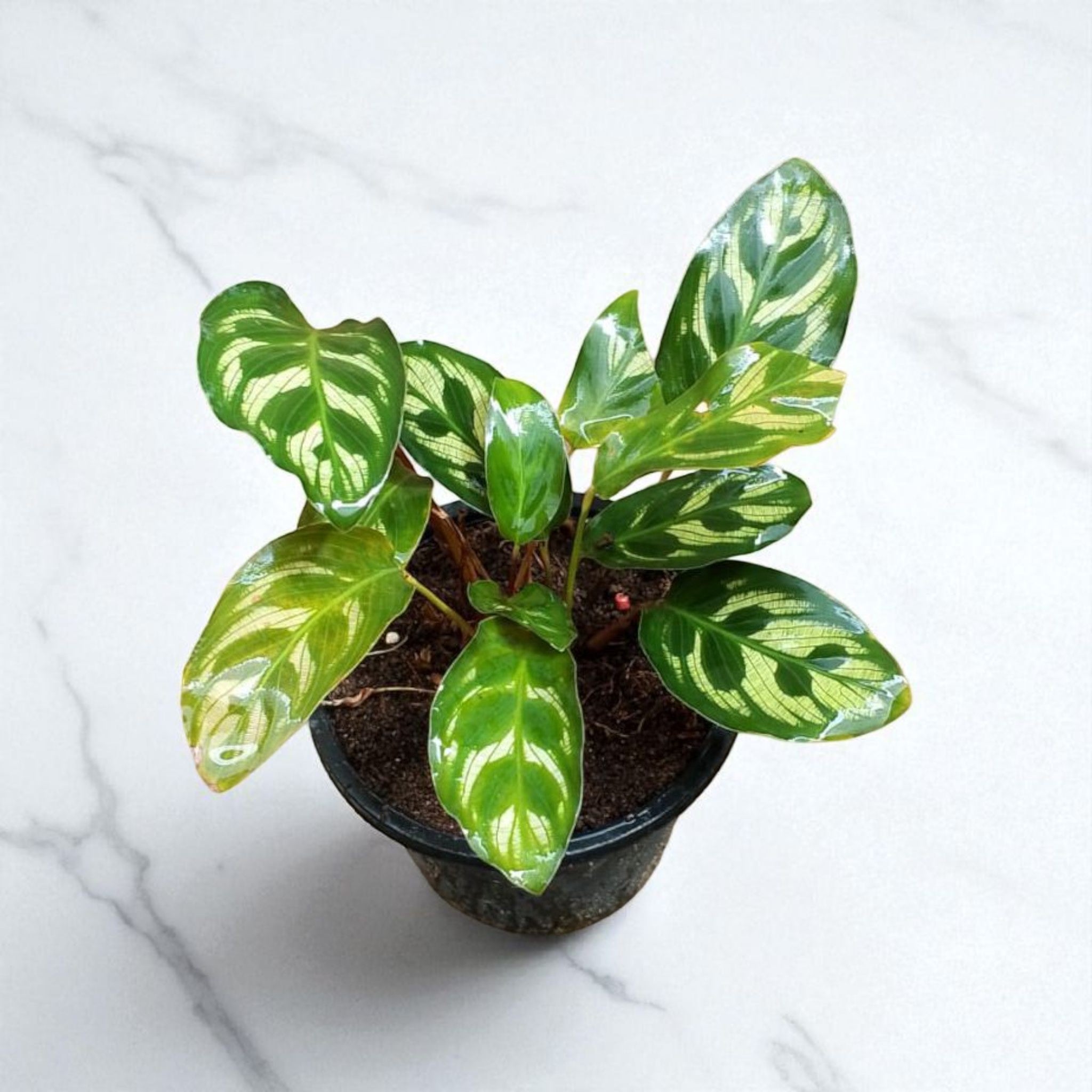 Calathea
