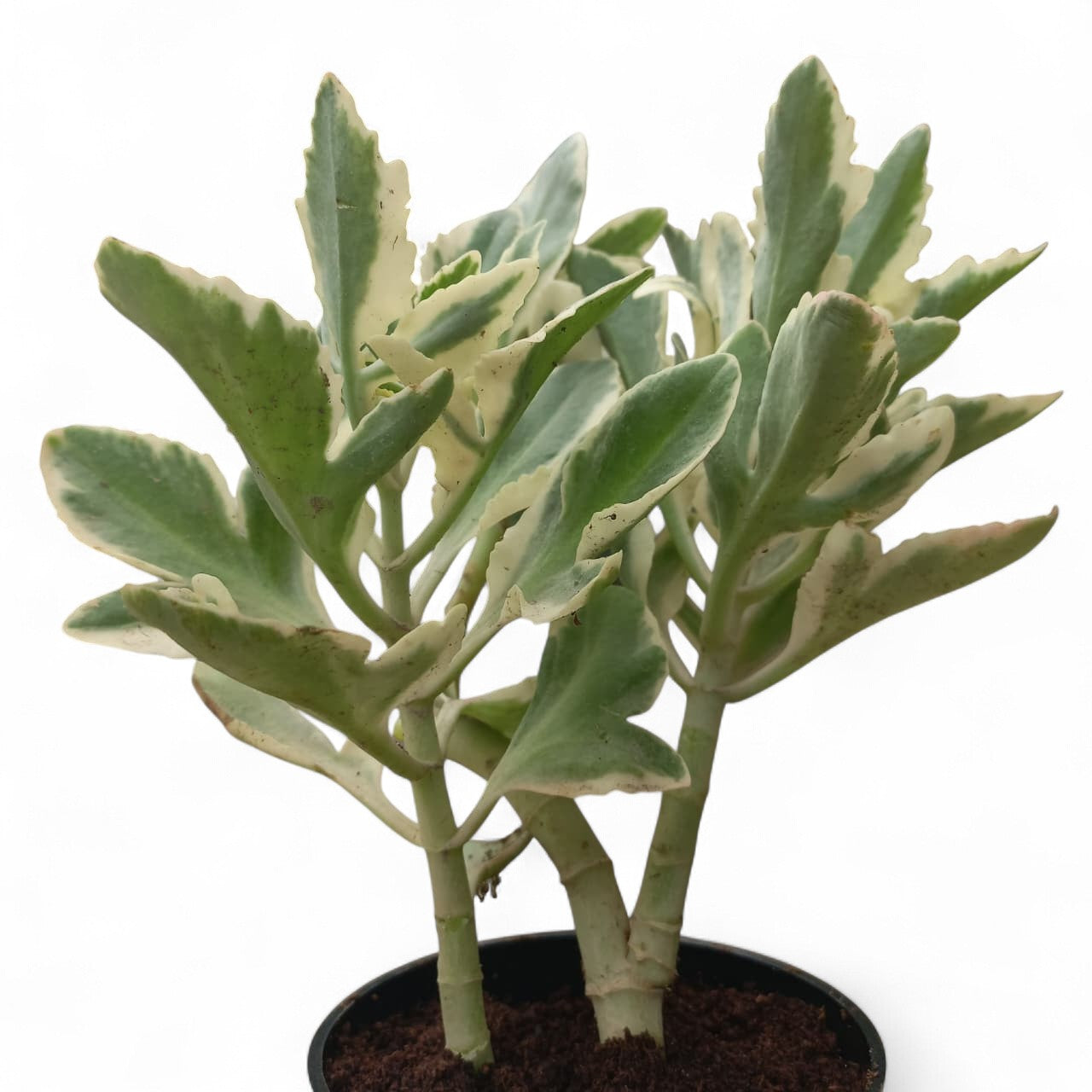 Pedilanthus variegated