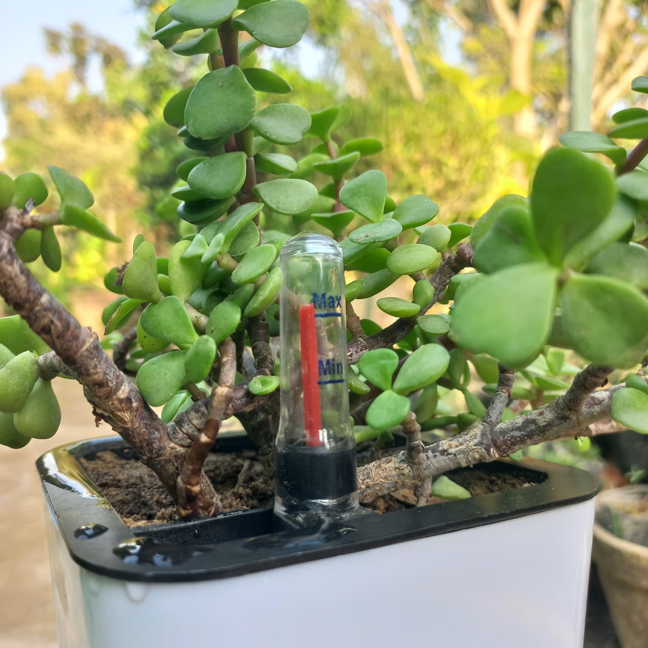 Crassula Lucky Jade Plant in Nova Self Watering Pot