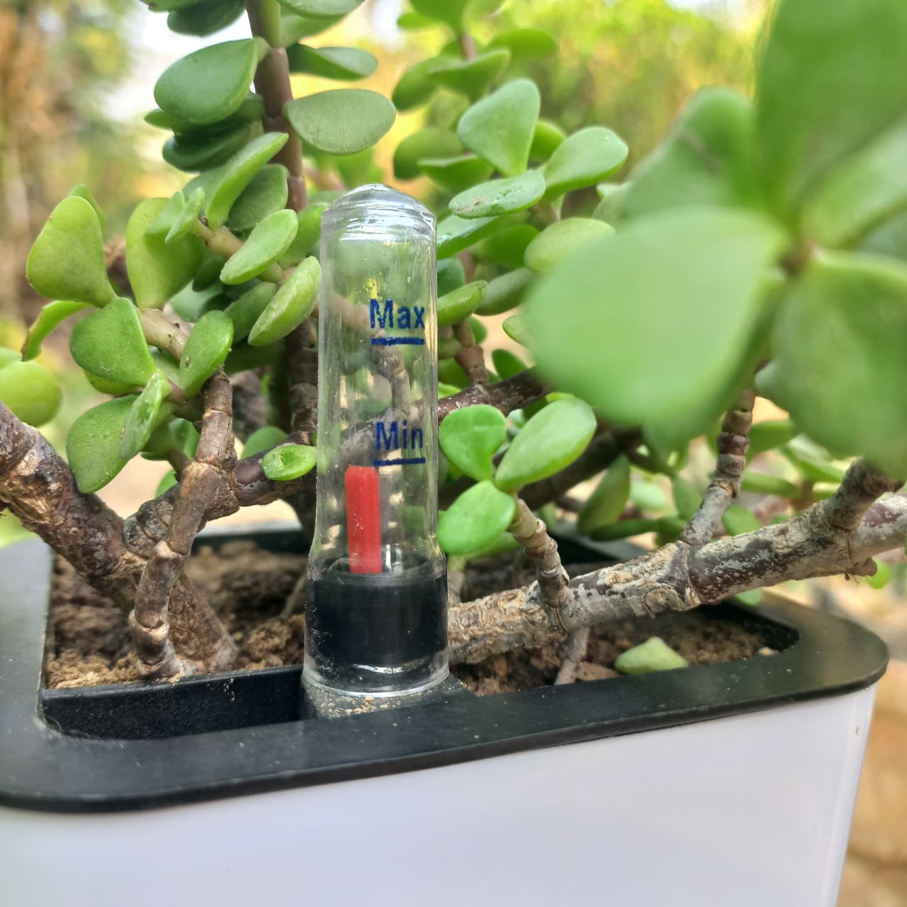 Crassula Lucky Jade Plant in Nova Self Watering Pot