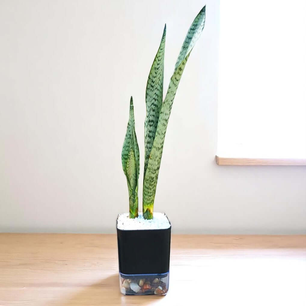 Sansevieria trifasciata (Snake Plant Silver)