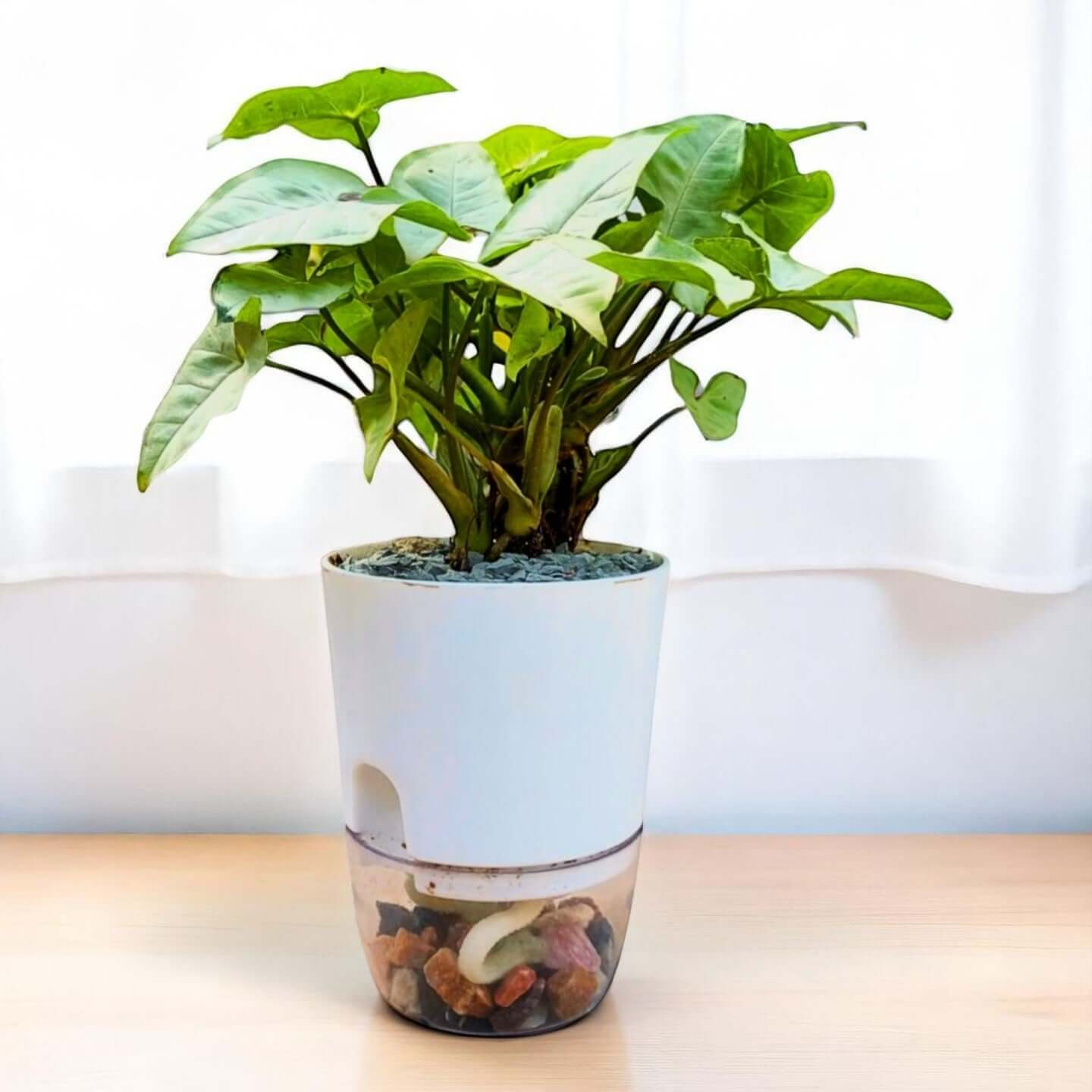 syngonium podophyllum snow white