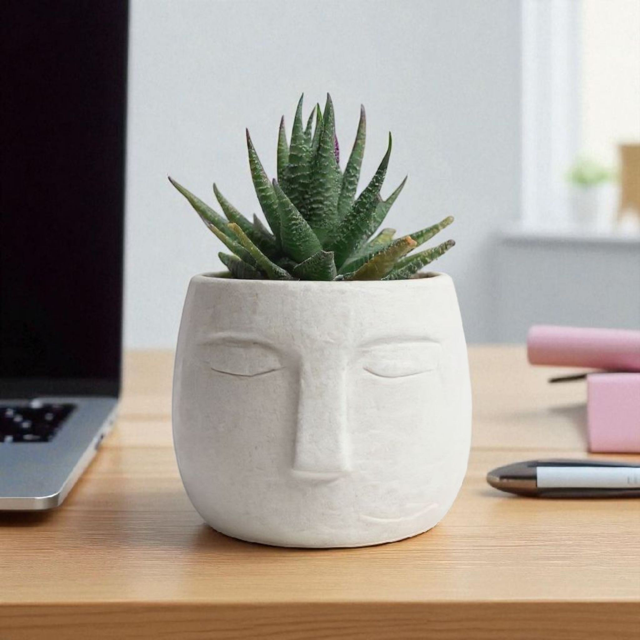 Haworthia Zebra in OLA Pot