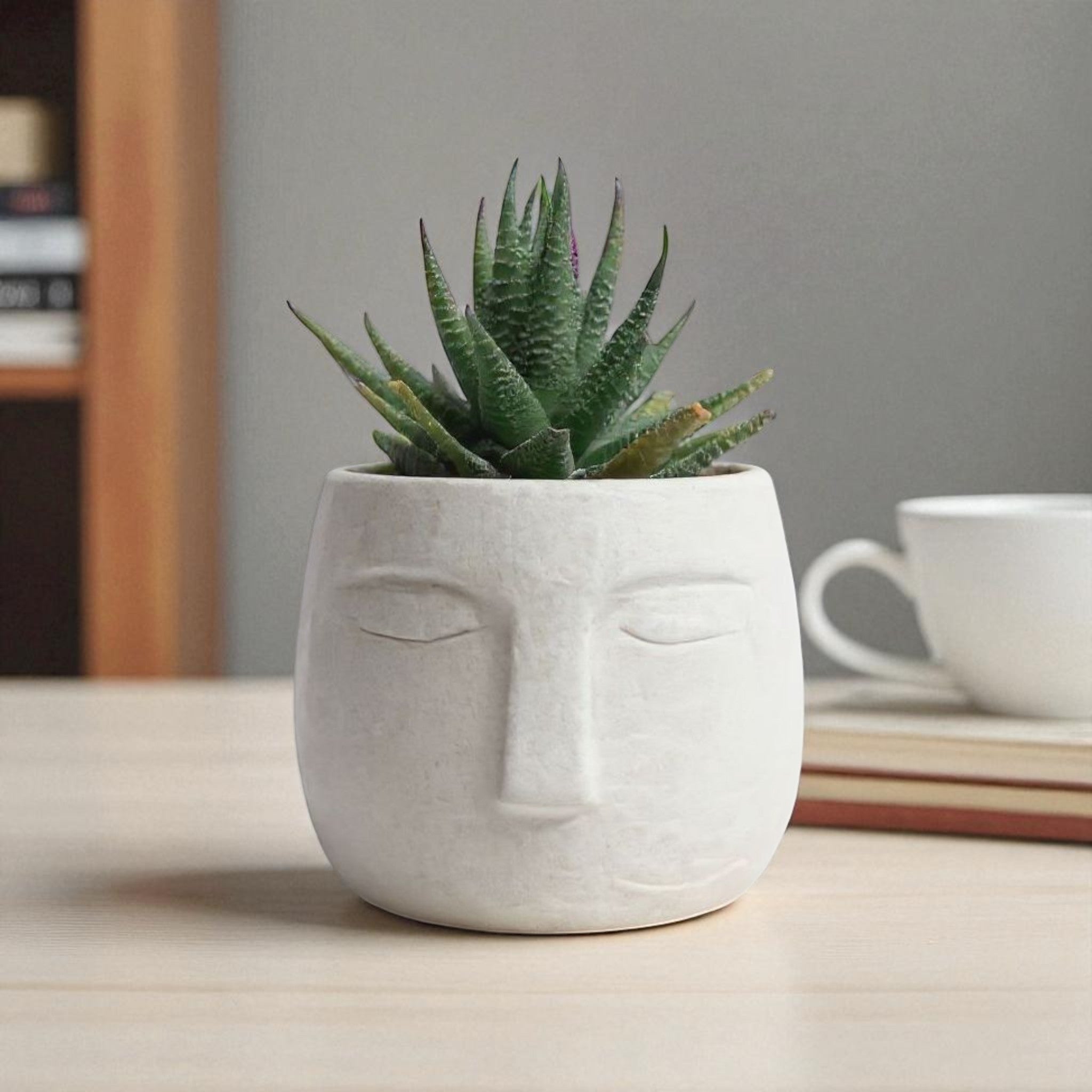 Haworthia Zebra in OLA Pot