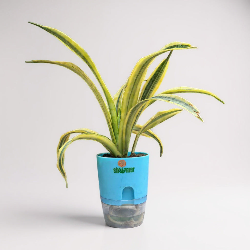 Sansevieria Yellow Snake Plant